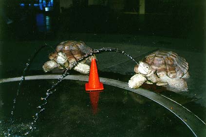 turtlefountain.jpg