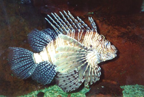 aquarium-lionfish.jpg