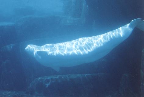 beluga.jpg