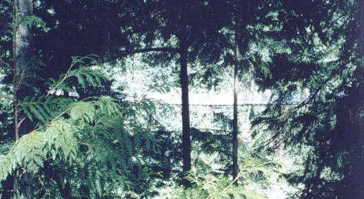 capilano2.jpg