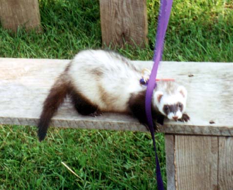 ferret.jpg