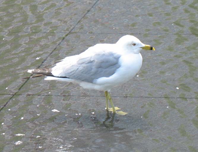 mc2008-043gull.jpg