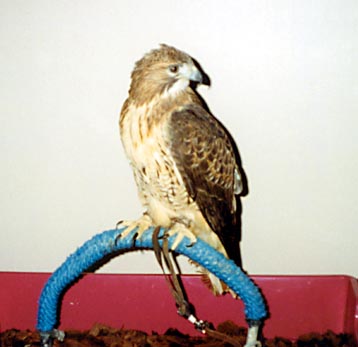 mff-hawk.jpg