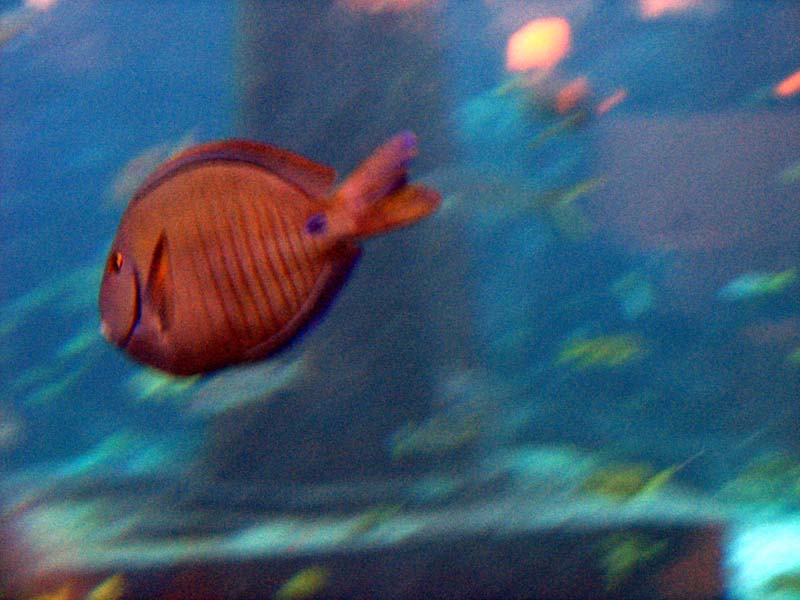 222-aquarium.jpg