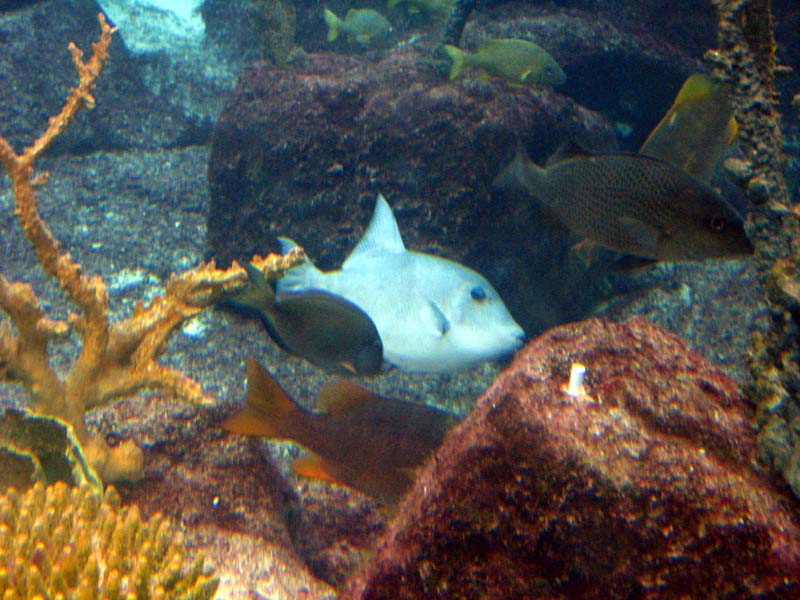 223-aquarium.jpg