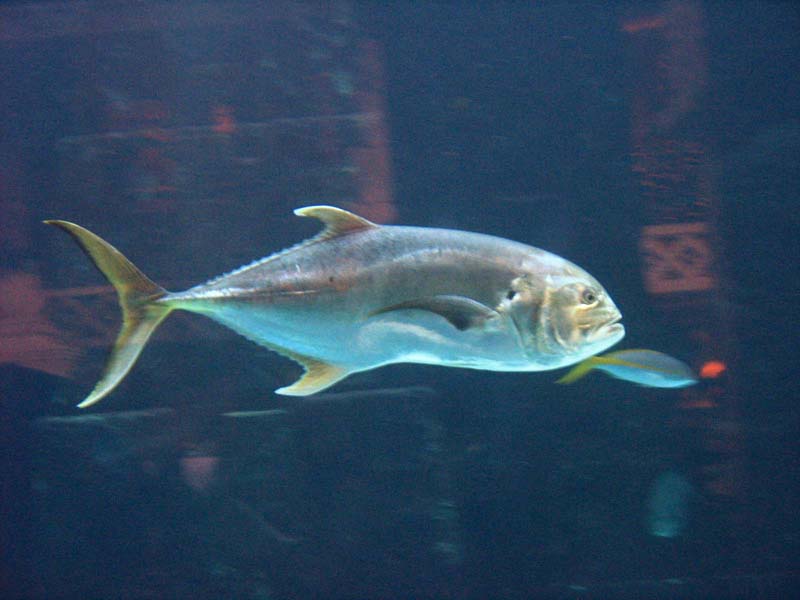 232-aquarium.jpg